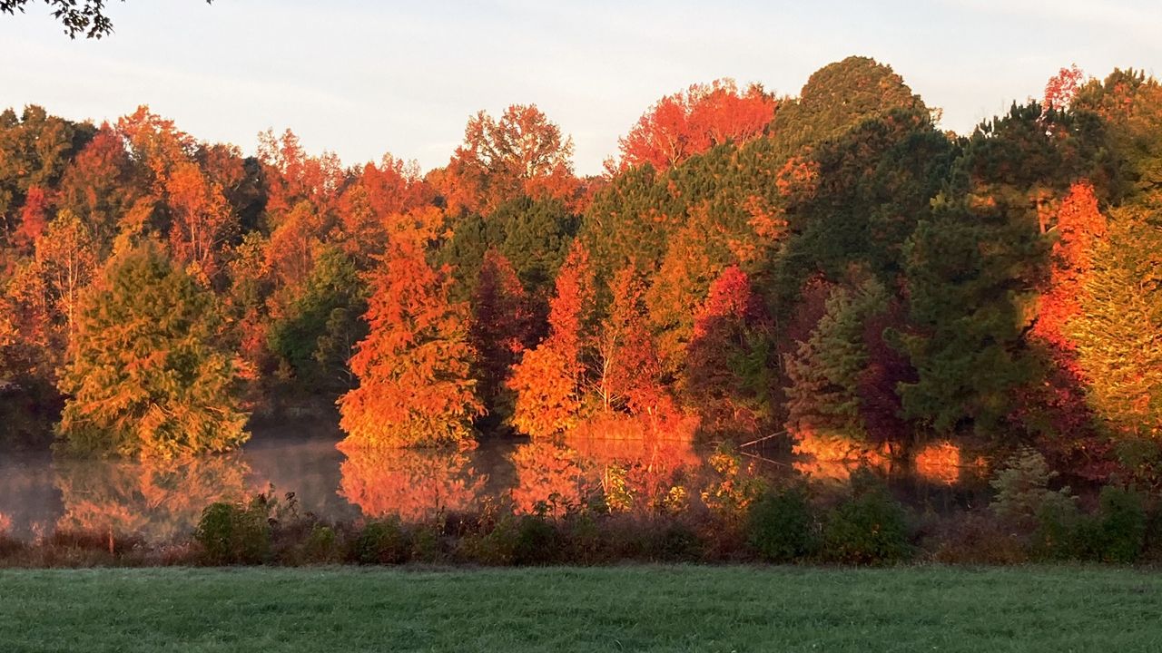 The science of autumn leaf color-change